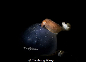 TRANSFORMER
Newly born by Tianhong Wang 